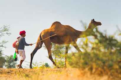 Rajasthan Village Tour