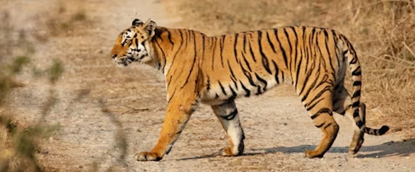 Jim Corbett Park