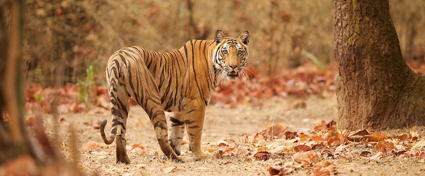 Ranthambore